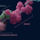 Molecular structure illustration featuring RAD51 complex with colorful protein representations.