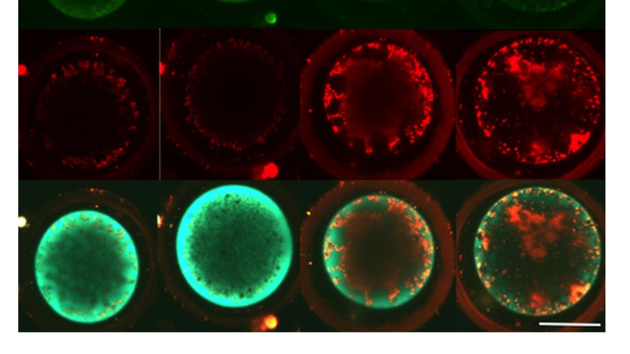 Each column represents an oocyte stained with markers of metabolism