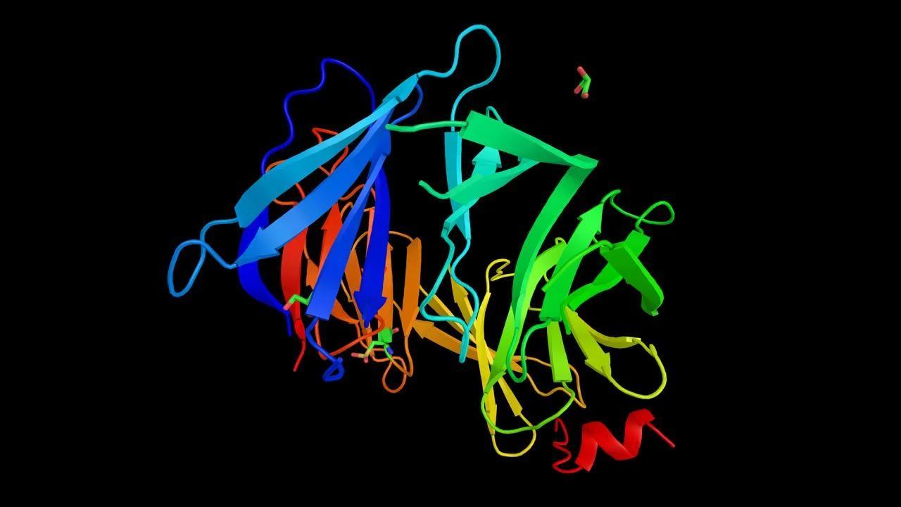 BRCA2 protien
