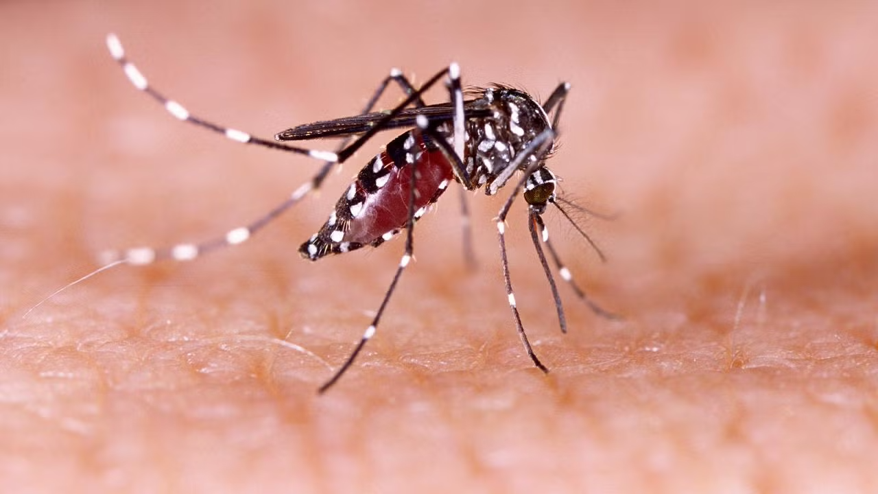 Mosquito standing on skin