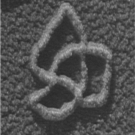 DNA knot as seen under the electron microscope