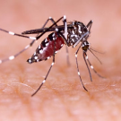 Mosquito standing on skin