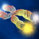 chromosome with shortened telomeres